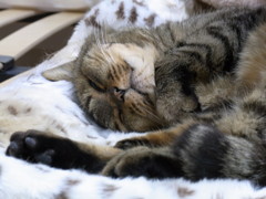 猫のシロ