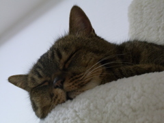 猫のシロ