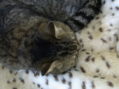 猫のシロ