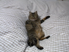 猫のシロ