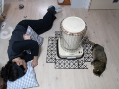 猫のシロ