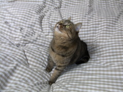 猫のシロ