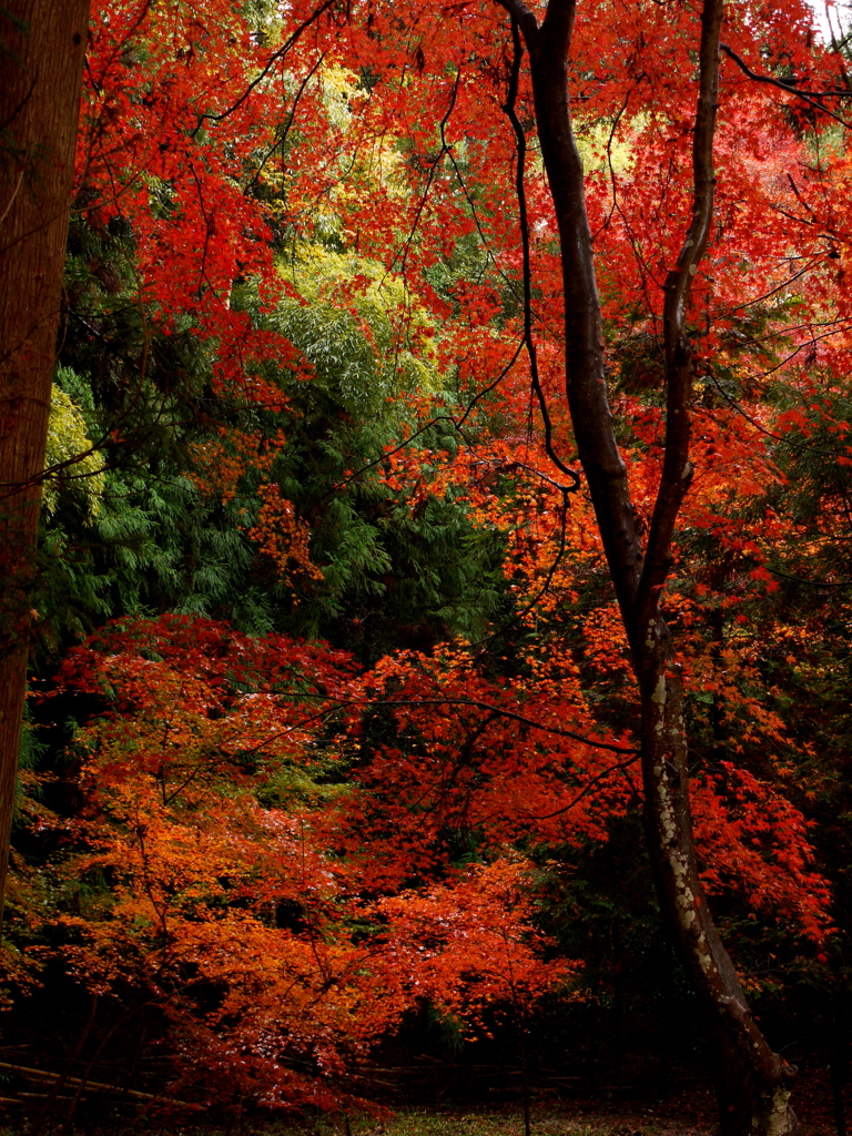 やっと会えた紅葉