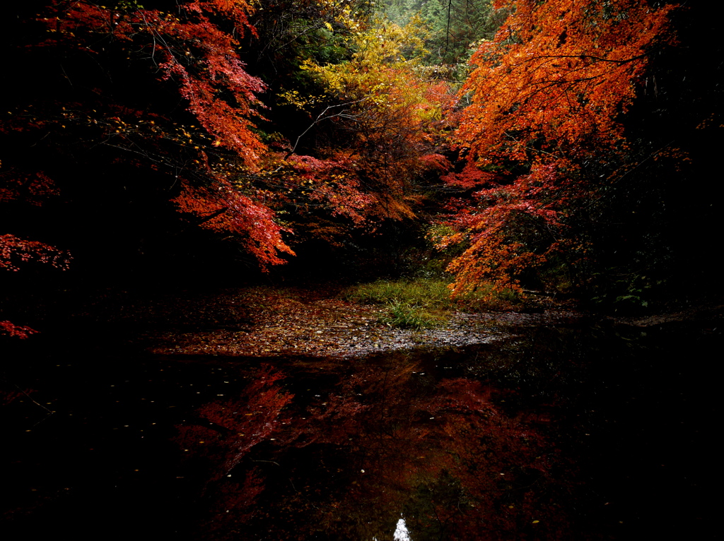 谷紅葉
