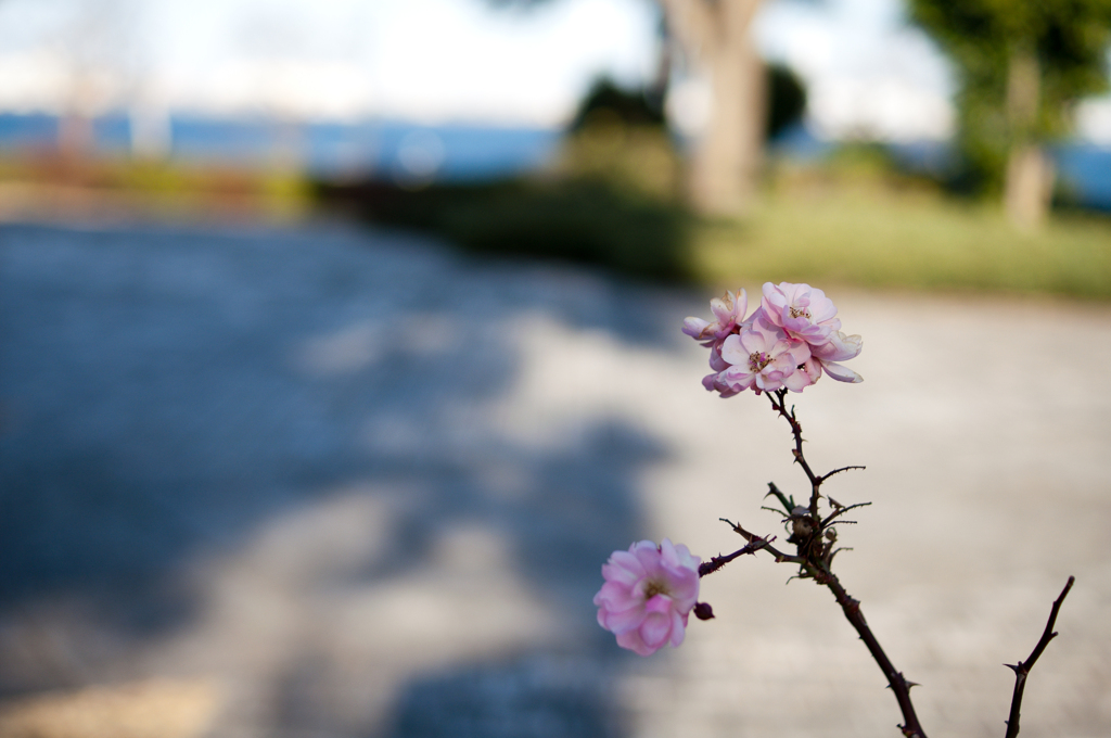 薔薇が咲いていた