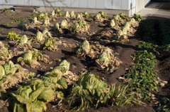 レタス×レタス