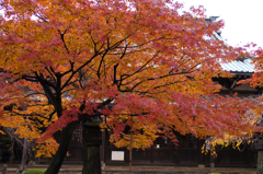 長年輝き続ける