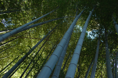 竹林