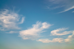 巣に帰る鳥たち