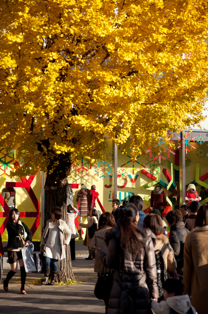 原宿駅前の銀杏