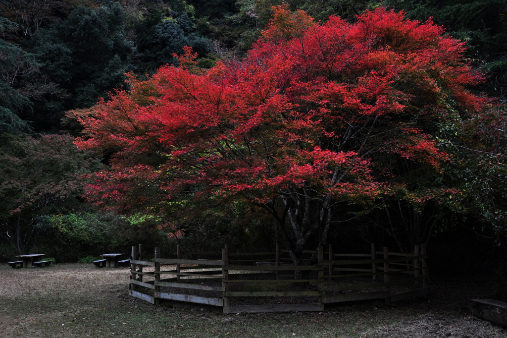 紅の間