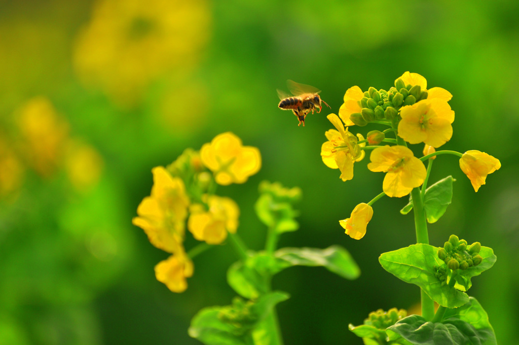 Bee's Love　蜂の愛