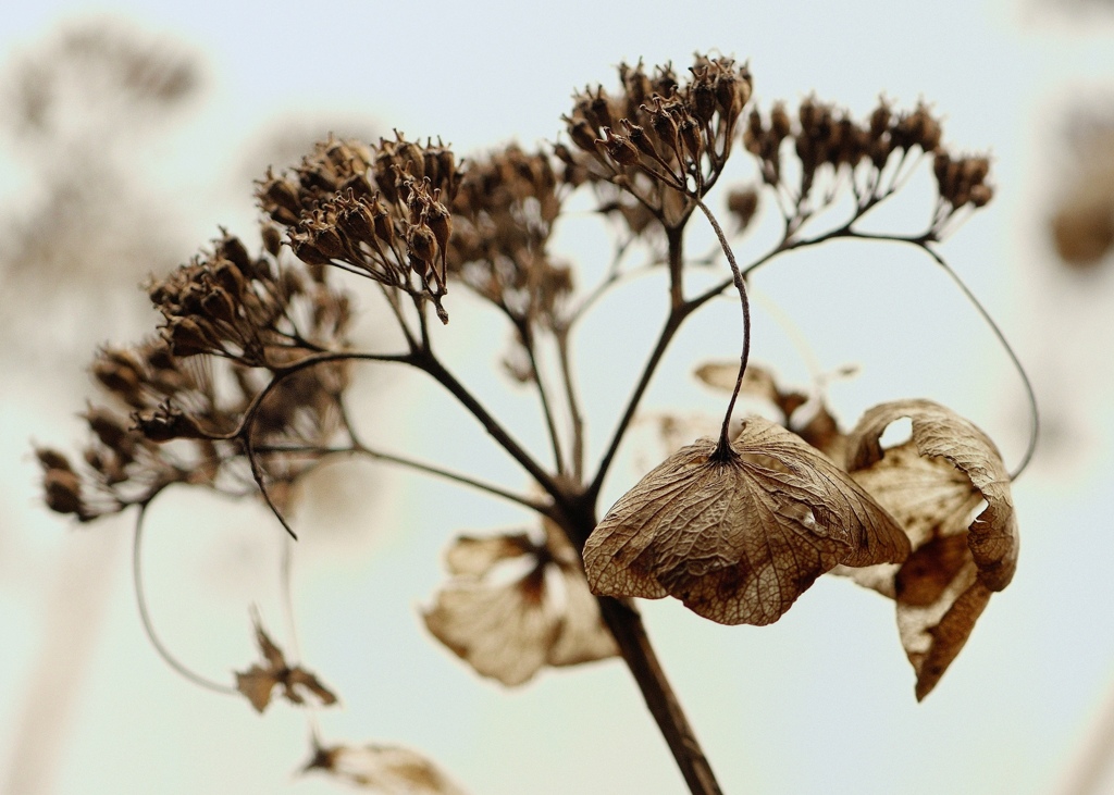 マクロ 枯れ花の美学 By Duca Id 写真共有サイト Photohito