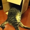 はいりませんよ