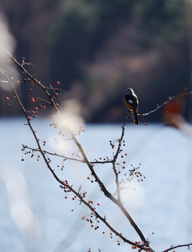 花鳥風月