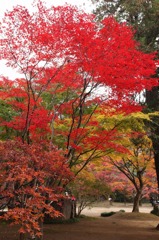 平林寺の紅葉８