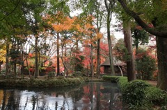 平林寺の紅葉３