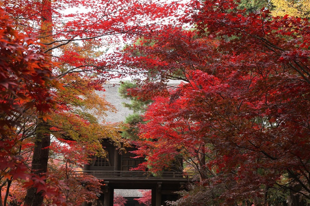 平林寺の紅葉４