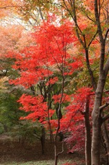 平林寺の紅葉