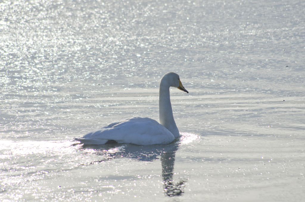 白鳥の湖