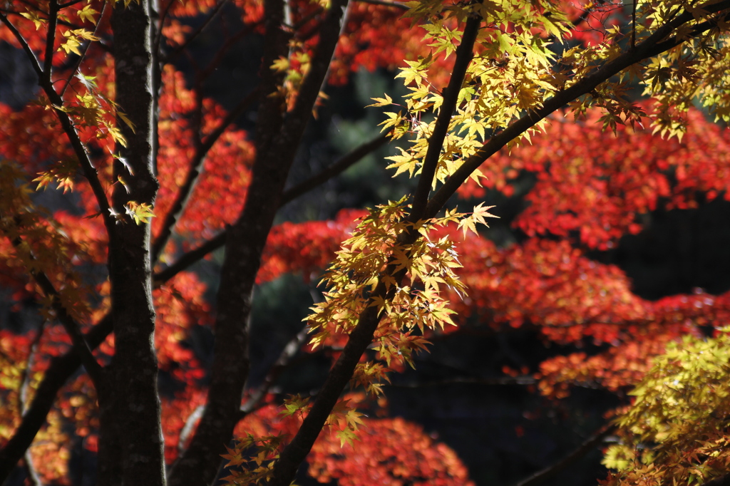 六甲の紅葉