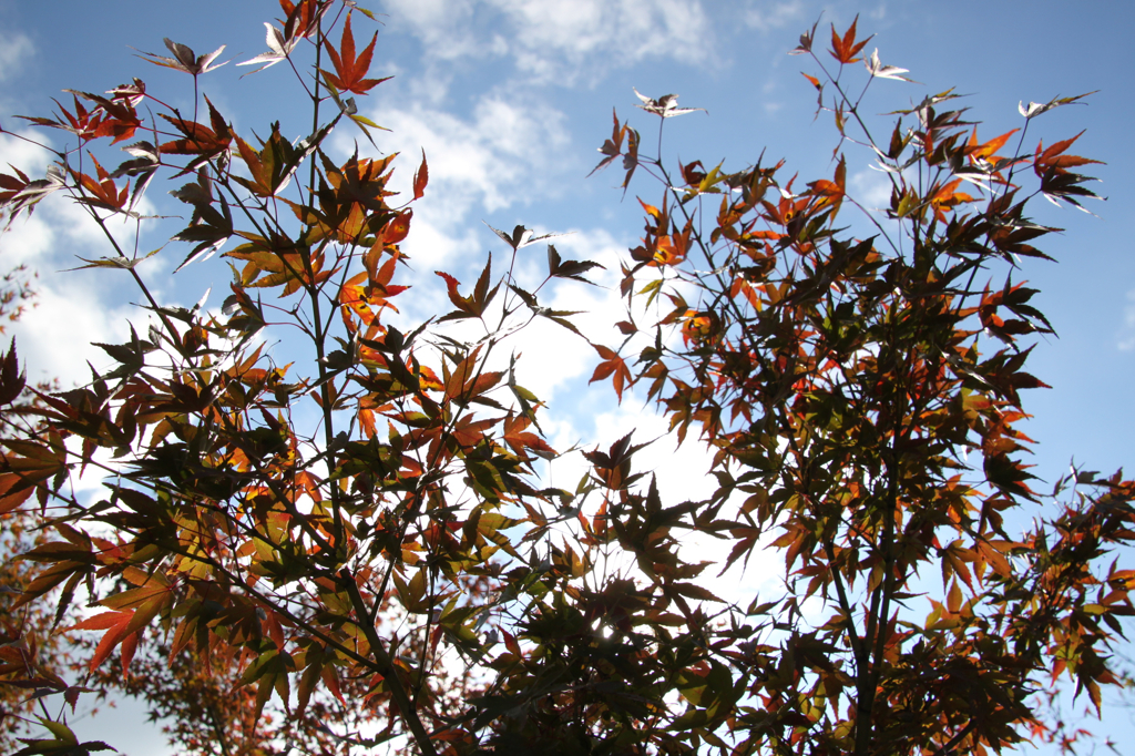 紅葉