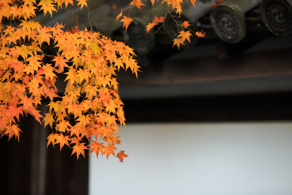 寺の秋