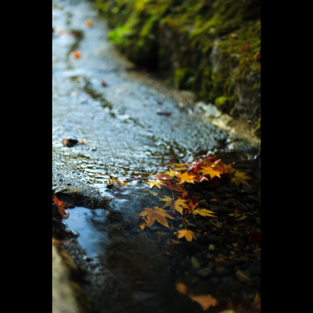水辺の散り紅葉