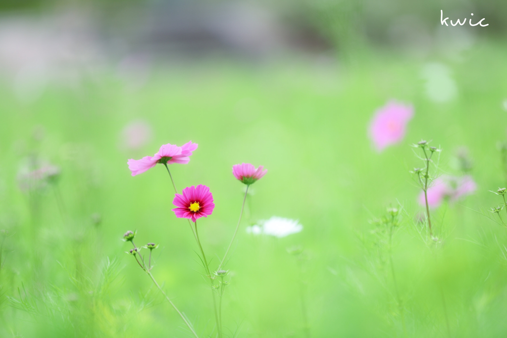 秋桜