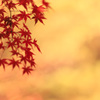 日暮れの紅葉