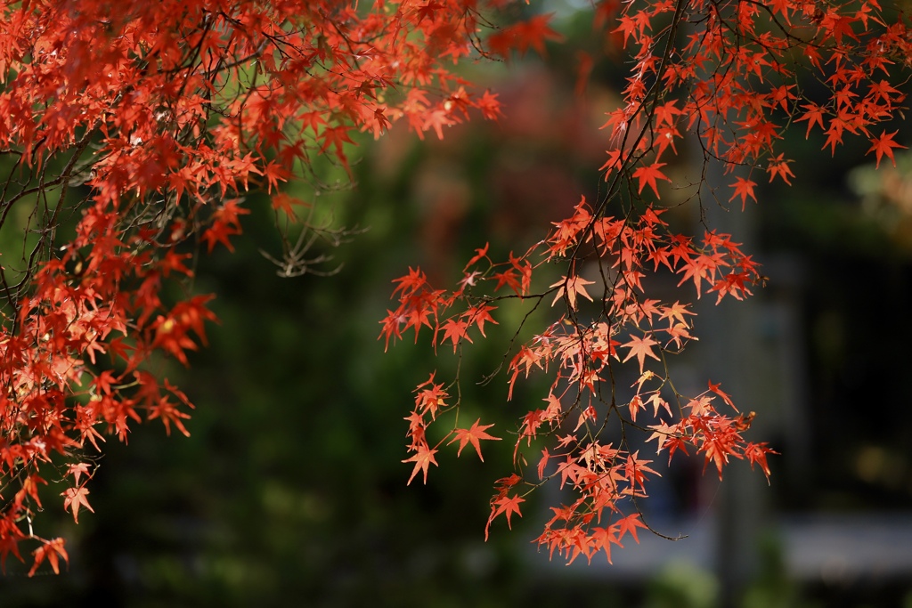 なかなか撮影に行けないので過去picで失礼！シリーズ