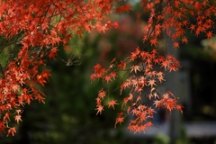 なかなか撮影に行けないので過去picで失礼！シリーズ