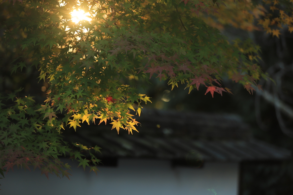 寺の光