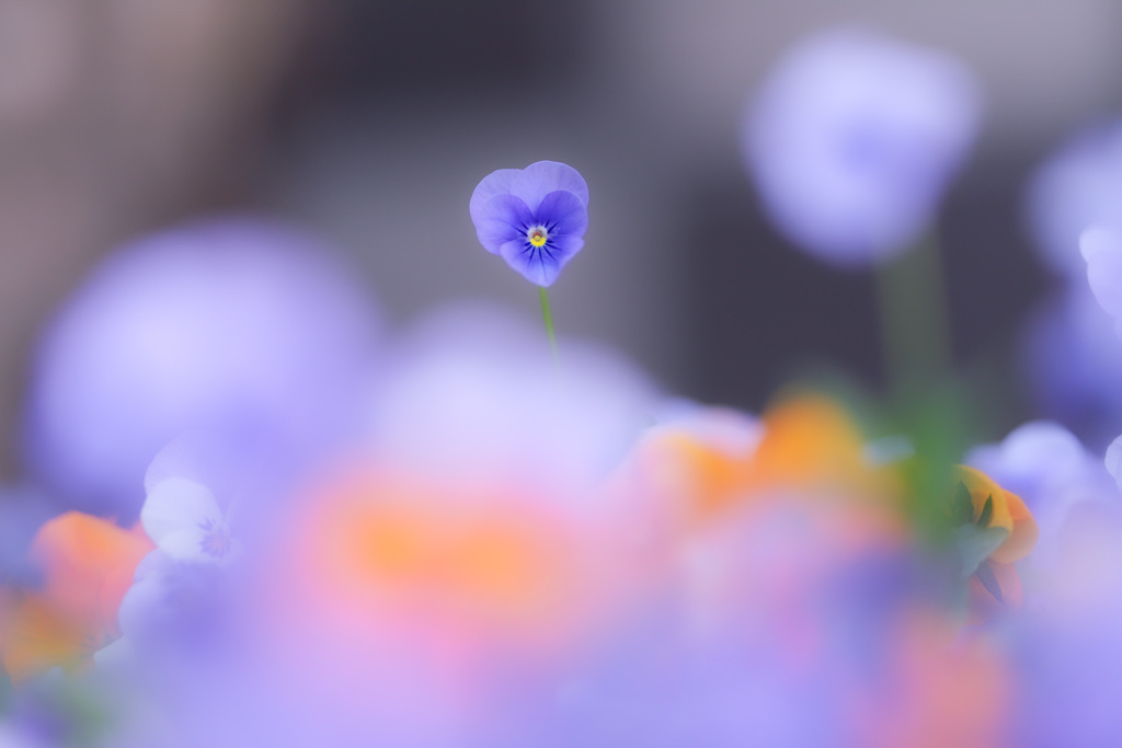 なんていう花だろうか^ ^  改め　ビオラです^ ^
