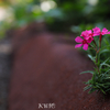 路傍の花.2