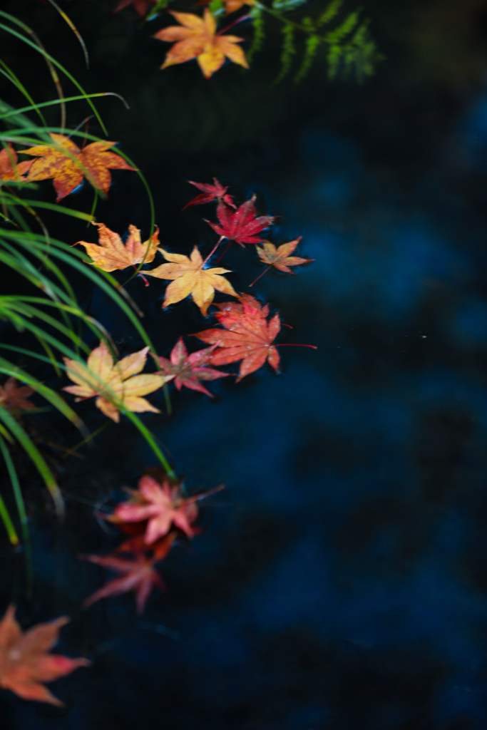 水辺の散り紅葉2