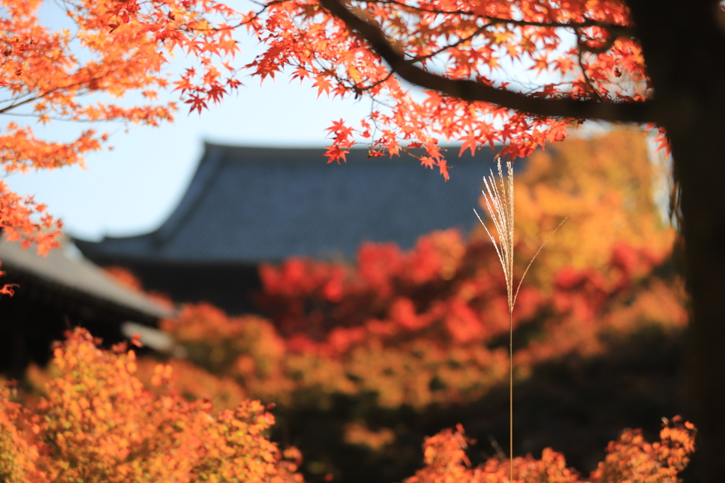 神護寺から
