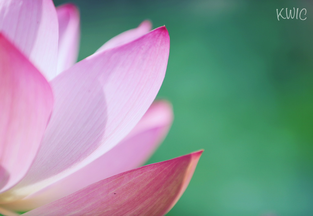 蓮の花