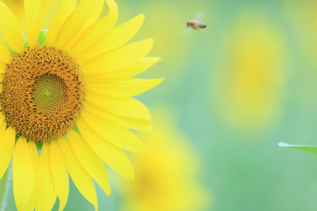 なかなか撮影に行けないので過去picで失礼！シリーズ