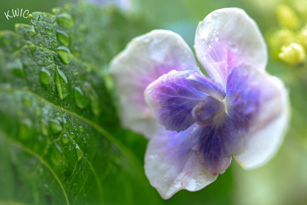 紫陽花　自宅にて