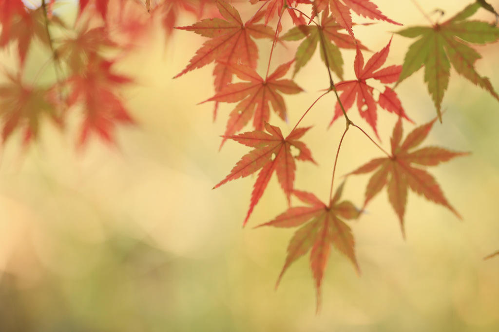 もみじ葉はもはや花