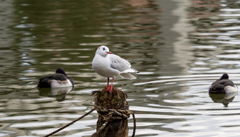 千葉公園のカモメ