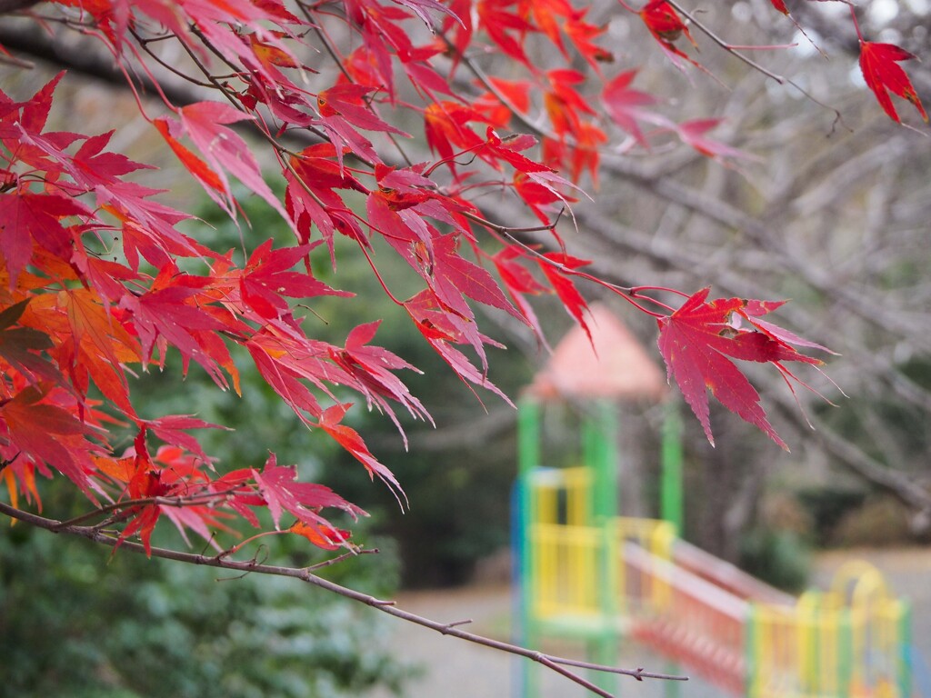 楓
