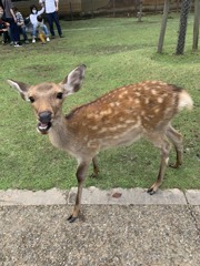 奈良の鹿さん②