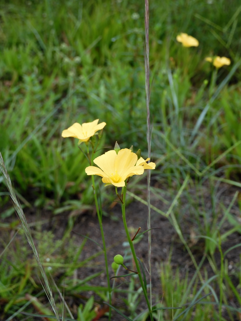 Pitted Stripeseed III 8-3-23