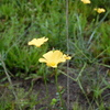Pitted Stripeseed III 8-3-23