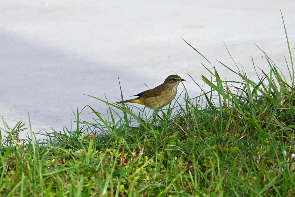 Western Palm Warbler　11-6-24