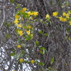 Sweet Scented 2-4-24