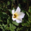 White Alder III 8-6-23
