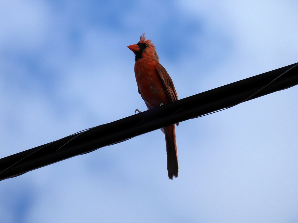 Northern Cardinal I 7-20-23